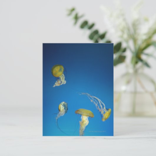 くらげ ポストカード (スタンド正面)