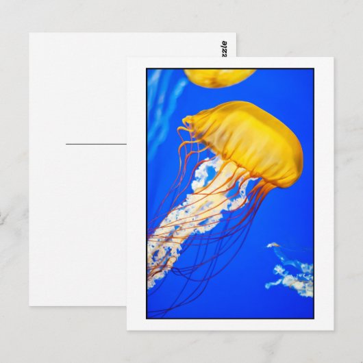 くらげ ポストカード (正面/裏面)