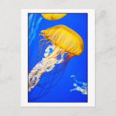 くらげ ポストカード (正面)