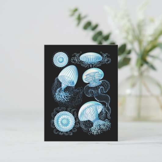 くらげ ポストカード (スタンド正面)