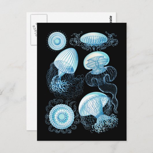 くらげ ポストカード (正面/裏面)