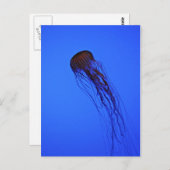 くらげ ポストカード (正面/裏面)