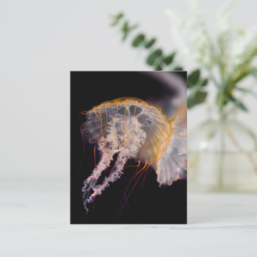 くらげ ポストカード (スタンド正面)