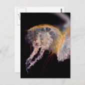 くらげ ポストカード (正面/裏面)