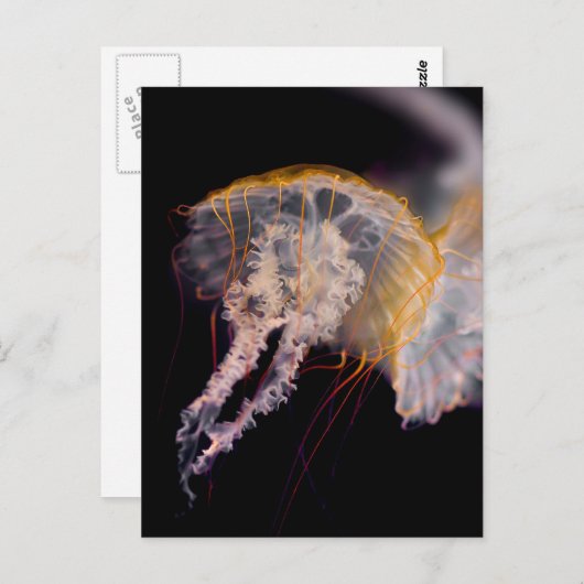 くらげ ポストカード (正面/裏面)