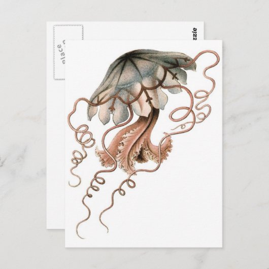 くらげ ポストカード (正面/裏面)