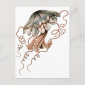 くらげ ポストカード (正面)