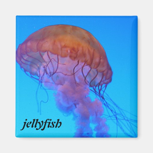 くらげ マグネット (正面)