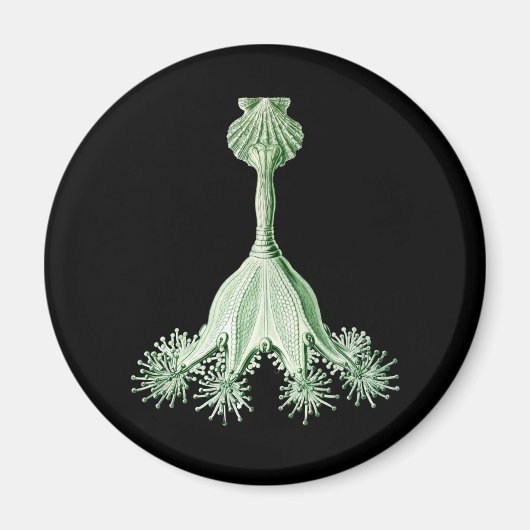 くらげ マグネット (正面)