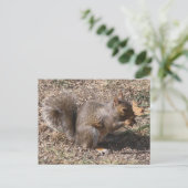 くるみ！!!秋の裏庭のリス ポストカード (スタンド正面)