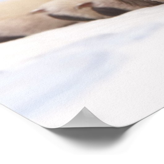 ぐっすり眠っている子犬 ポスター (角)