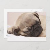 ぐっすり眠っている子犬 ポストカード (正面/裏面)