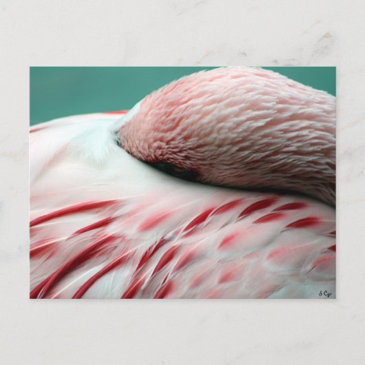 ぐっすり眠る ポストカード (正面)