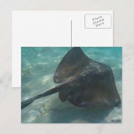 けちな ポストカード (正面/裏面)