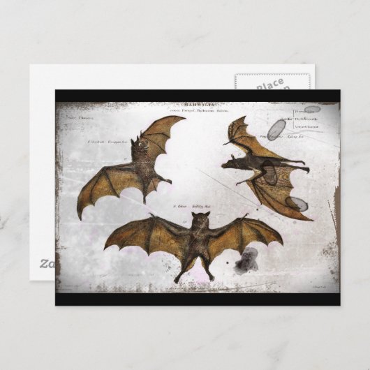 こうもりと教育プレート ポストカード (正面/裏面)