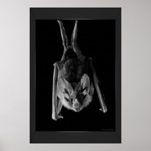 こうもりプリント ポスター (正面)
