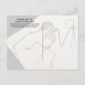 こうもり化石、化石の湖、化石のバター、WY ポストカード (裏面)