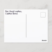 こうもり面白雉の花の写真植物学 ポストカード (裏面)