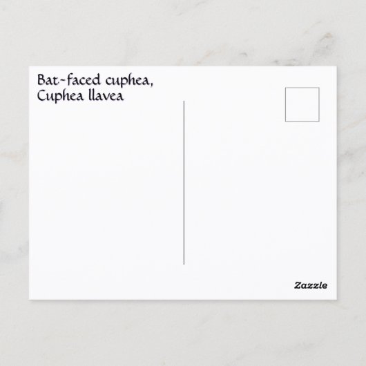 こうもり面白雉の花の写真植物学 ポストカード (裏面)