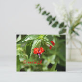 こうもり顔花はがき ポストカード (スタンド正面)