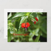 こうもり顔花はがき ポストカード (正面/裏面)