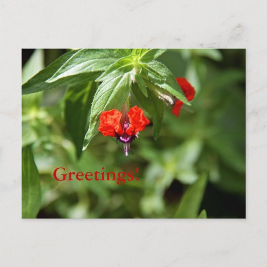 こうもり顔花はがき ポストカード (正面)