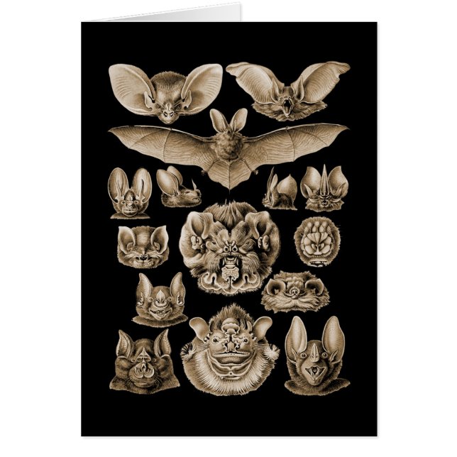 こうもり (正面)