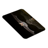 こうもり，アリゾナ マグネット (右側)