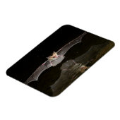 こうもり，アリゾナ マグネット (左側)