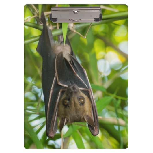 こうもり クリップボード (正面)
