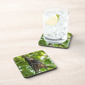 こうもり コースター