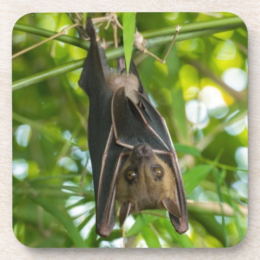 こうもり コースター (正面)