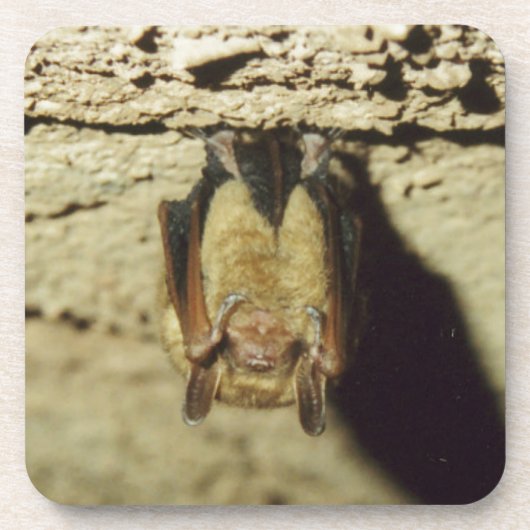 こうもり コースター (正面)