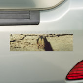 こうもり バンパーステッカー (車上)