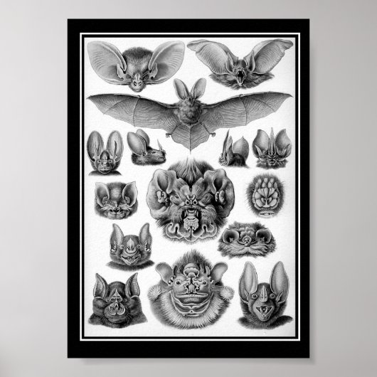 こうもり! ポスター (正面)