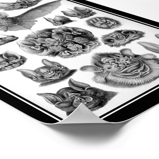 こうもり! ポスター (角)