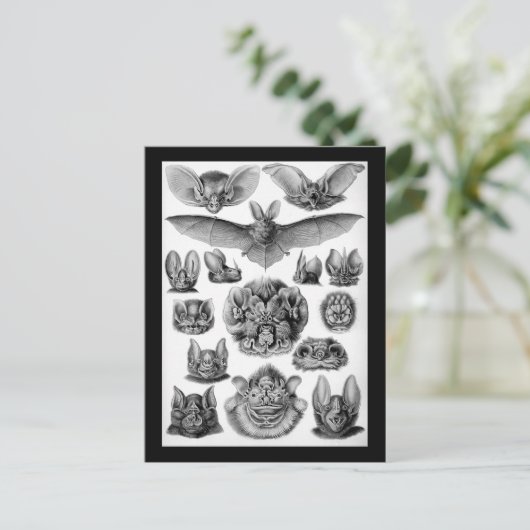 こうもり! ポストカード (スタンド正面)