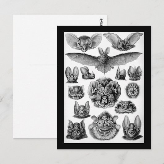 こうもり! ポストカード (正面/裏面)