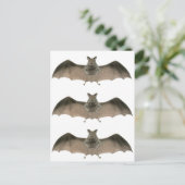 こうもり ポストカード (スタンド正面)