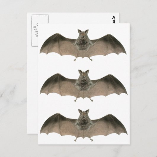 こうもり ポストカード (正面/裏面)