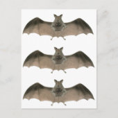 こうもり ポストカード (正面)