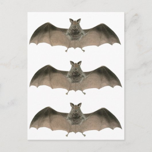 こうもり ポストカード (正面)