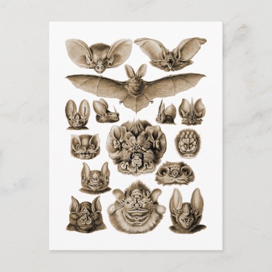 こうもり ポストカード (正面)