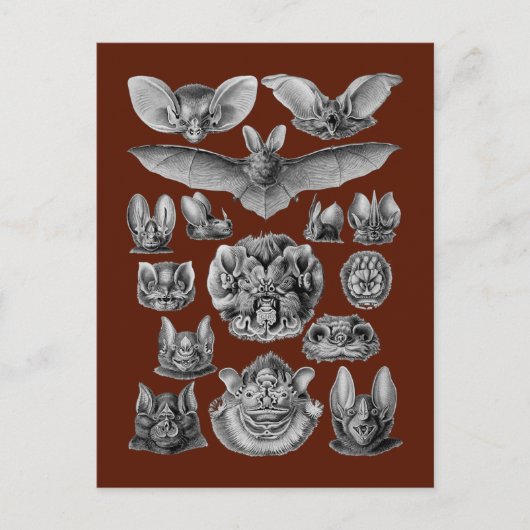 こうもり ポストカード (正面)