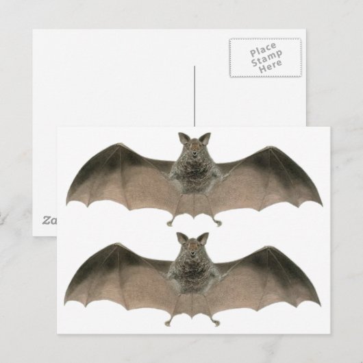 こうもり ポストカード (正面/裏面)