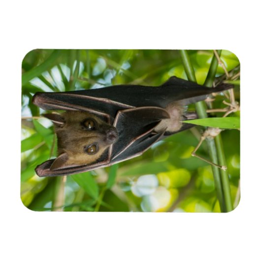 こうもり マグネット (横)