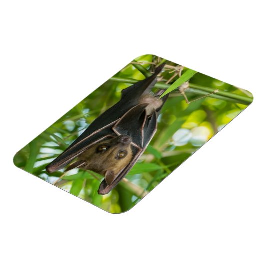 こうもり マグネット (左側)