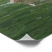 ここで眠っているアヒルはプリント ポスター (角)