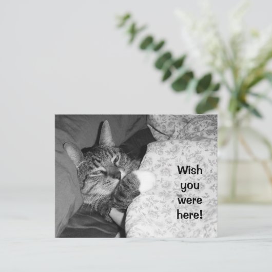 ここにいおもしろいればいいのに、ベッドで寝ている猫 ポストカード (スタンド正面)