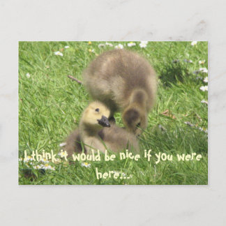 ここにいもして…ポストカード ポストカード